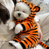 Enterito tigre