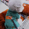 Chaquetas de colores